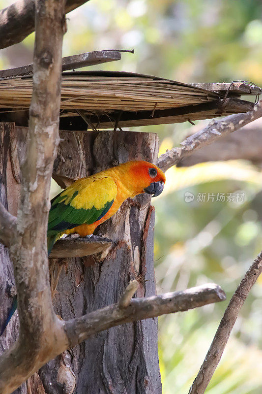 太阳conure (Aratinga solstice)的图像，鹦鹉栖息在木巢箱的入口洞旁边，重点在前景